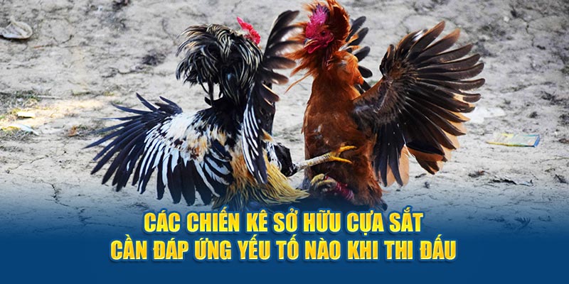 Các chiến kê sở hữu cựa sắt cần đáp ứng yếu tố nào khi thi đấu?