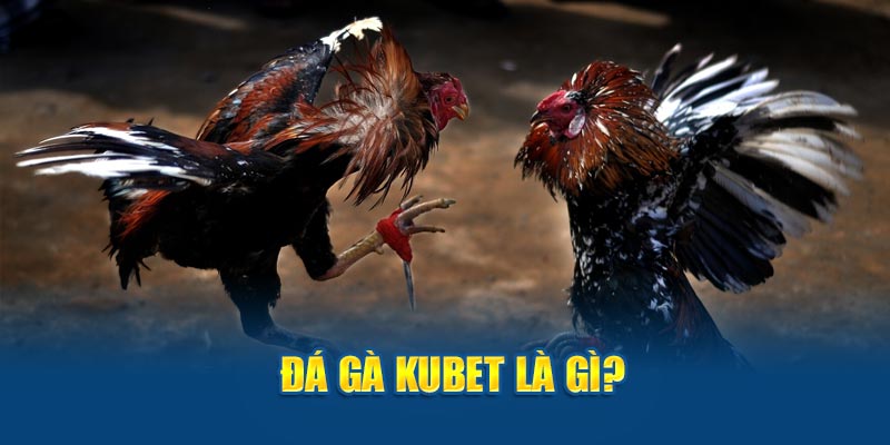 Đá gà Kubet là gì?