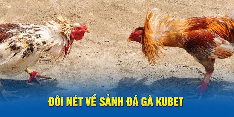 Tìm hiểu đôi nét nổi bật của đá gà Kubet