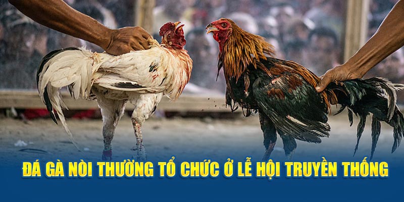 Đá gà nòi thường tổ chức ở lễ hội truyền thống