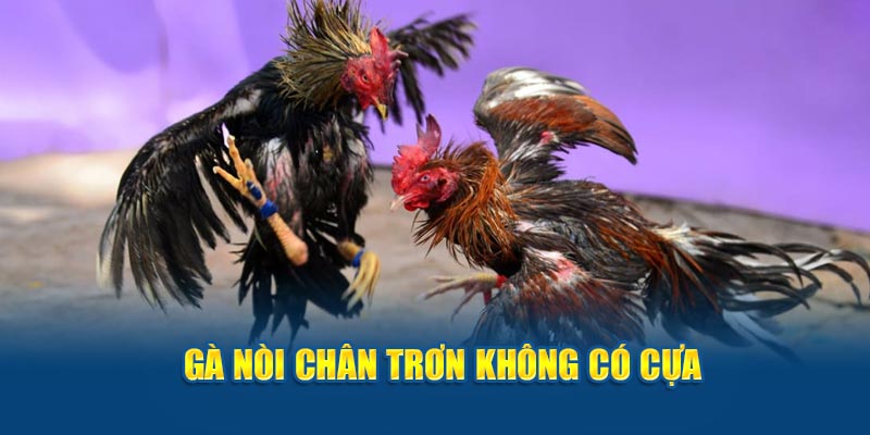 Gà nòi chân trơn không có cựa