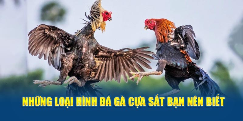 Những loại hình đá gà cựa sắt bạn nên biết