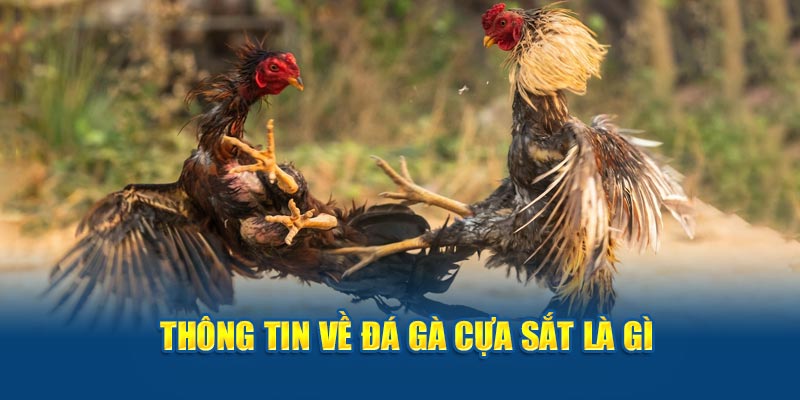 Thông tin về đá gà cựa sắt là gì?