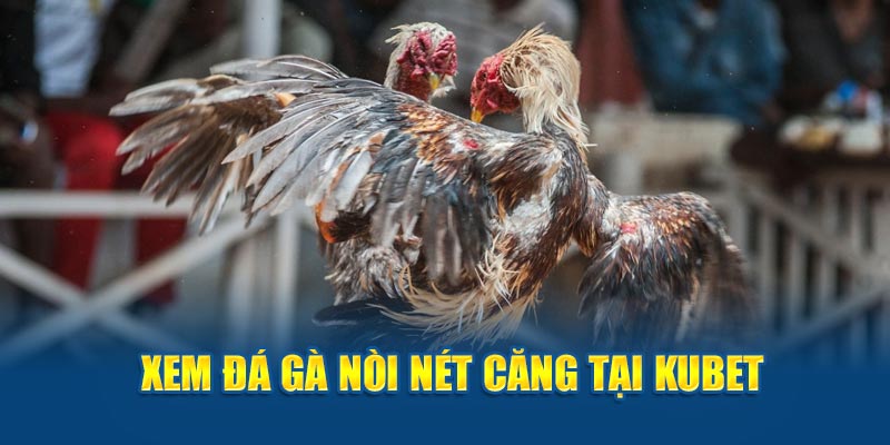 Xem đá gà nòi nét căng tại Kubet